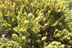 Polygonum undulatum