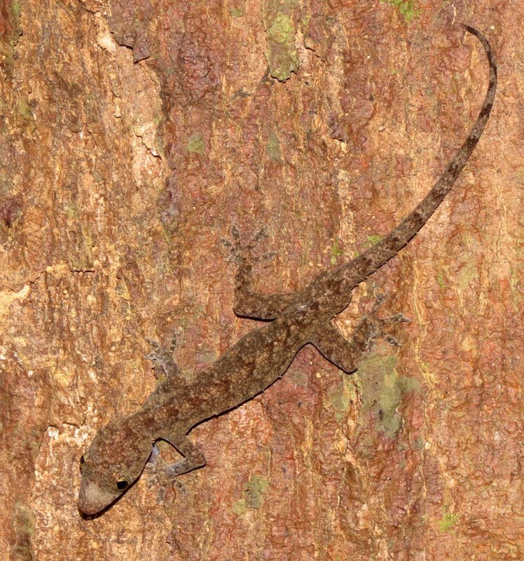 African Rock and Forest Geckos