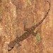 African Rock and Forest Geckos - Photo (c) Guy, some rights reserved (CC BY-NC), uploaded by Guy