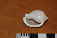 Semicassis bisulcata