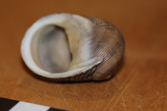 Nerita undata
