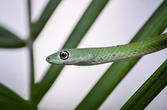 Philothamnus punctatus