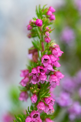 Erica autumnalis