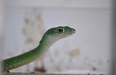 Philothamnus punctatus