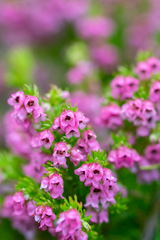 Erica autumnalis