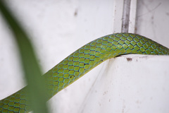 Philothamnus punctatus