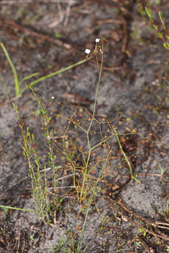 Drosera geniculata (Drosera geniculata)