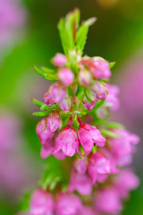 Erica autumnalis