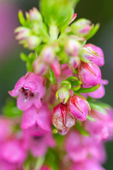 Erica autumnalis