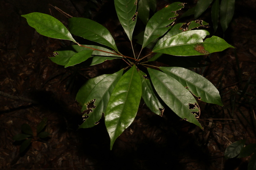 Image of Elaeocarpus eumundi by (c) Greg Tasney, some rights reserved (CC BY-SA)