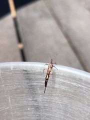 Idolothrips spectrum