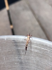 Idolothrips spectrum