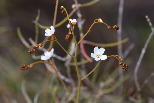 Drosera geniculata (Drosera geniculata)