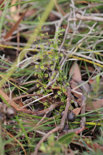 Image of Drosera porrecta by (c) Hugo Innes, some rights reserved (CC BY)