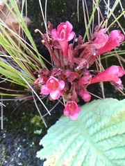 Streptocarpus dunnii
