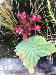 Streptocarpus dunnii