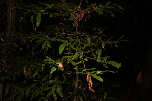 Image of Beilschmiedia obtusifolia by (c) Greg Tasney, some rights reserved (CC BY-SA)