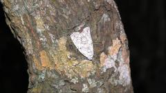 Barasa acronyctoides