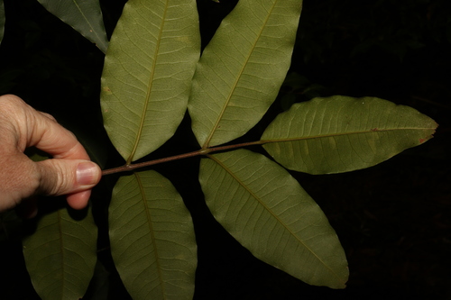 Image of Flindersia bennettii by (c) Greg Tasney, some rights reserved (CC BY-SA)