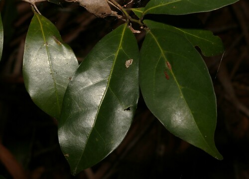 Image of Endiandra discolor by (c) Greg Tasney, some rights reserved (CC BY-SA)