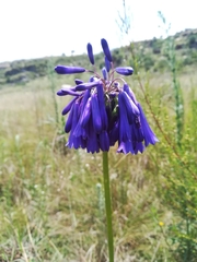 Agapanthus inapertus