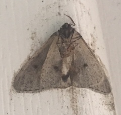 Lomographa glomeraria