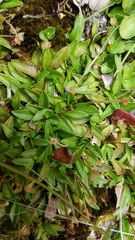 Plantago unibracteata
