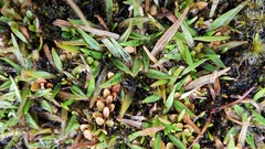 Plantago unibracteata
