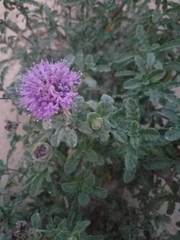 Monardella undulata