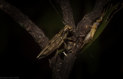 Temnosternus planiusculus