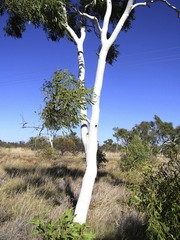 Corymbia aparrerinja