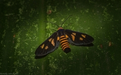 Eressa angustipenna