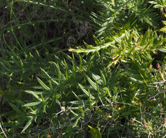 Cirsium phyllocephalum