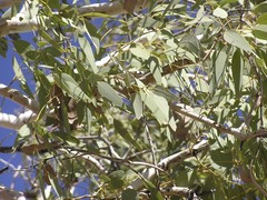 Eucalyptus victrix