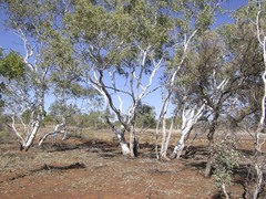 Eucalyptus victrix