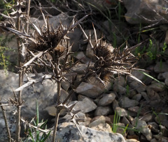 Cirsium phyllocephalum