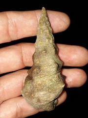 Pyrazus ebeninus
