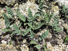 Cheilanthes brownii