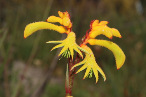 Anigozanthos preissii