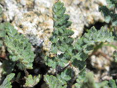 Cheilanthes brownii