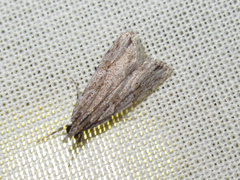 Scoparia chalicodes
