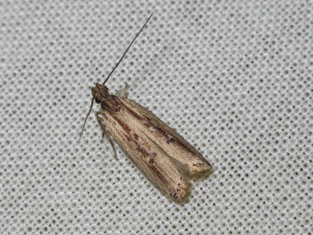 Helcystogramma phryganitis