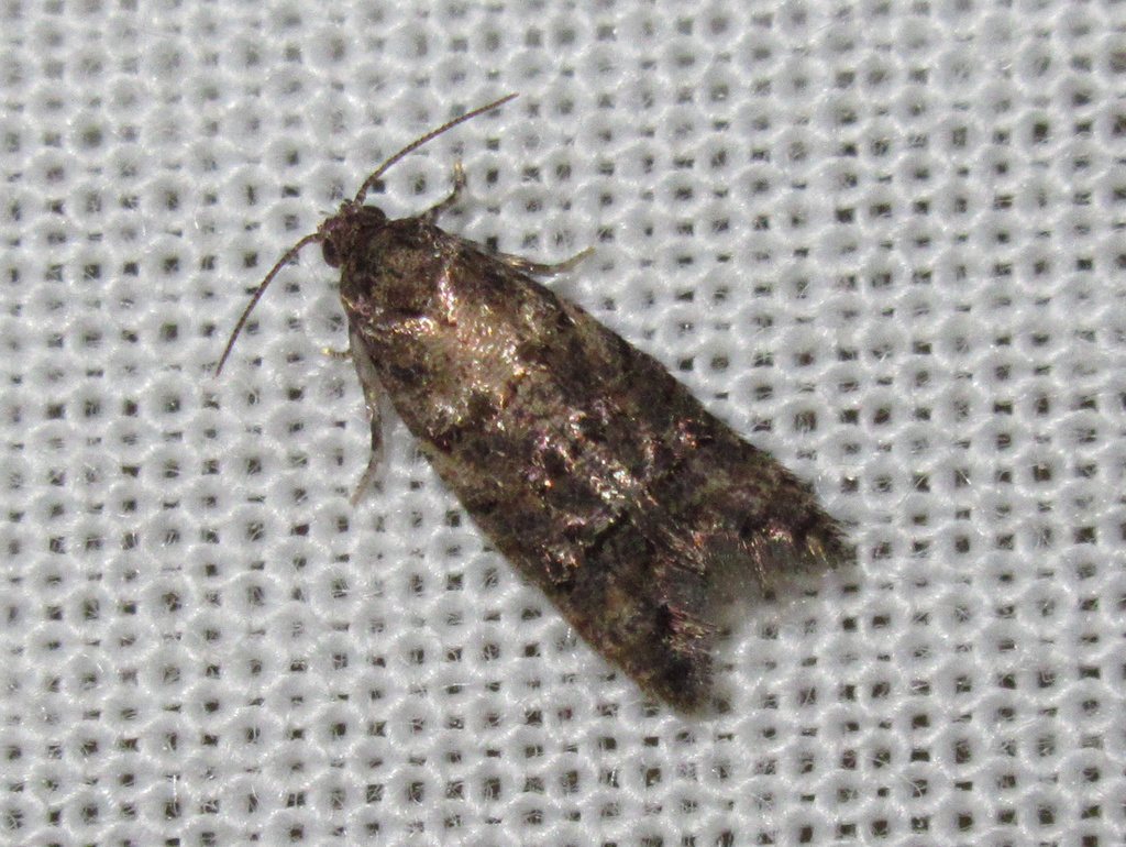 Lopharcha insolita