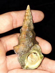 Pyrazus ebeninus