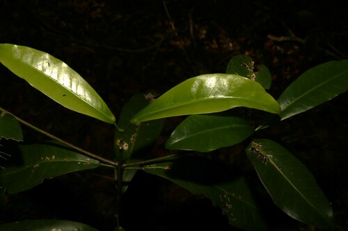 Image of silver aspen by (c) Greg Tasney, some rights reserved (CC BY-SA)