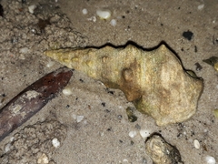 Pyrazus ebeninus