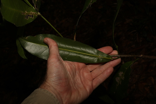 Image of silver aspen by (c) Greg Tasney, some rights reserved (CC BY-SA)