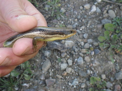 Plestiodon gilberti
