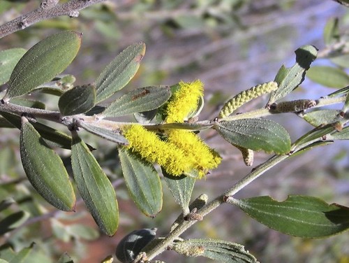 Scrub Wattle (Acacia stipuligera)