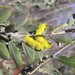 Acacia stipuligera - Photo (c) Ian McMaster,  זכויות יוצרים חלקיות (CC BY-NC), הועלה על ידי Ian McMaster